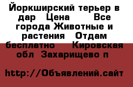 Йоркширский терьер в дар › Цена ­ 1 - Все города Животные и растения » Отдам бесплатно   . Кировская обл.,Захарищево п.